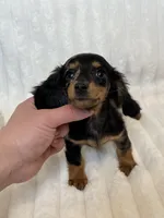 Mavis, a female Miniature Dachshund for sale in San Gabriel, CA – Photo 4 of 4