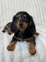 Mavis, a female Miniature Dachshund for sale in San Gabriel, CA – Photo 2 of 4