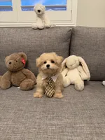 Butter, a female Maltipoo for sale in San Gabriel, CA – 5 of 5