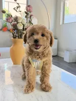 Toby, a female Maltipoo for sale in San Gabriel, CA – 4 of 4