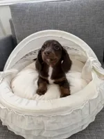 Kiki, a female Miniature Dachshund for sale in San Gabriel, CA – 4 of 7