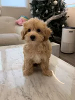 Kawaii, a female Maltipoo for sale in San Gabriel, CA – 5 of 5