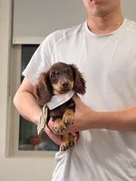 Toby, a male Miniature Dachshund for sale in San Gabriel, CA – 6 of 8