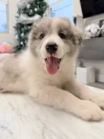 Cookie, a male Border Collie for sale in San Gabriel, CA – 4 of 6