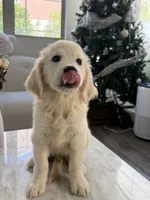 Chubby, a male Golden Retriever for sale in San Gabriel, CA – 6 of 6