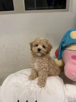 Donut, a male Maltipoo for sale in San Gabriel, CA – 2 of 5