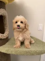 Cookie, a male Maltipoo for sale in San Gabriel, CA – 4 of 5