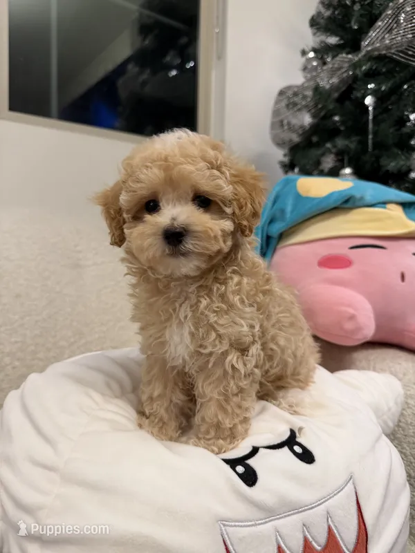 Donut – Maltipoo puppy for sale in San Gabriel, CA