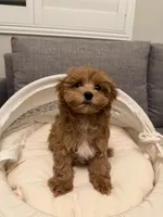 Aurora, a female Maltipoo for sale in San Gabriel, CA – 3 of 4