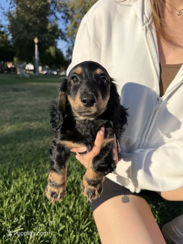 Cookie – Miniature Dachshund puppy for sale in San Gabriel, CA