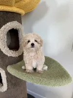 Alice, a female Maltipoo for sale in San Gabriel, CA – 4 of 4