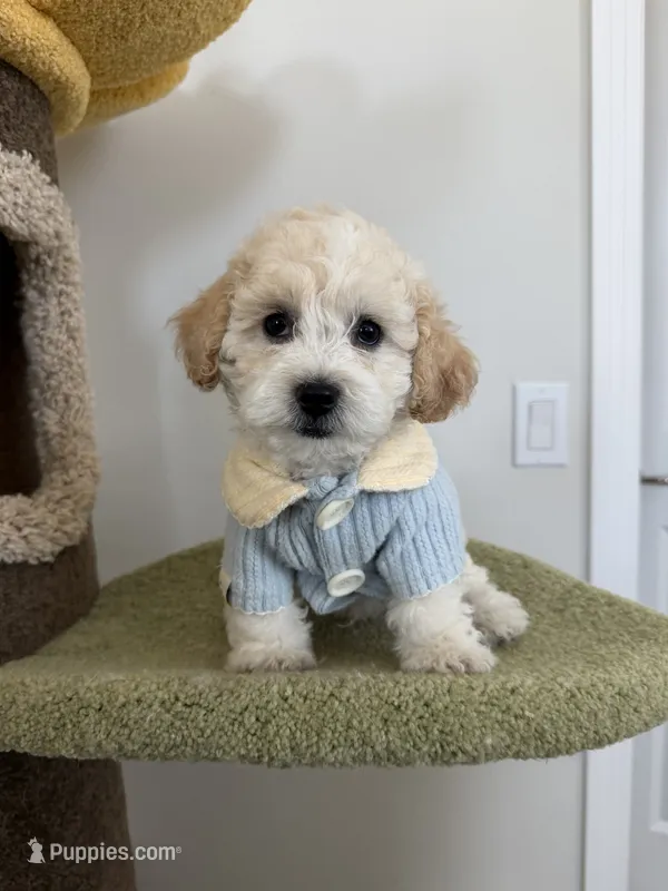 Leo – Maltipoo puppy for sale in San Gabriel, CA