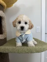 Leo, a male Maltipoo for sale in San Gabriel, CA – 1 of 7