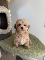 Clare, a female Maltipoo for sale in San Gabriel, CA – 5 of 6