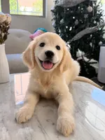 Chubby, a male Golden Retriever for sale in San Gabriel, CA – 3 of 6