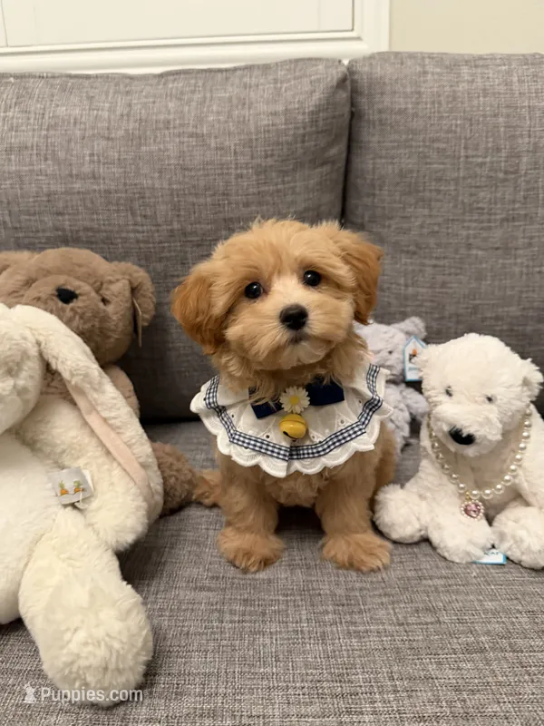 Bella – Maltipoo puppy for sale in San Gabriel, CA