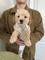 Bobby, a male Maltipoo for sale in San Gabriel, CA – 5 of 5
