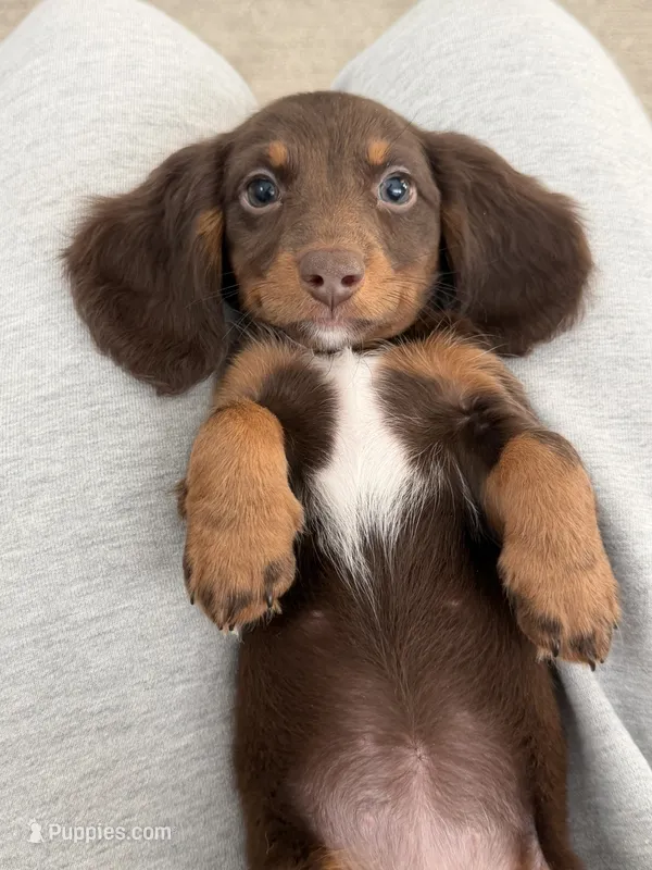 Kiki – Miniature Dachshund puppy for sale in San Gabriel, CA