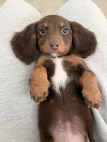 Kiki, a female Miniature Dachshund for sale in San Gabriel, CA – 1 of 7