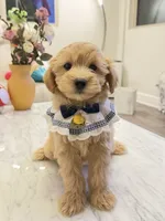 Frank, a male Maltipoo for sale in San Gabriel, CA – 2 of 4