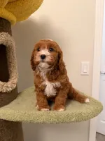 Chubby, a male Cavapoo for sale in San Gabriel, CA – 3 of 4