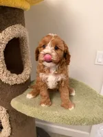 Cookie, a male Cavapoo for sale in San Gabriel, CA – 2 of 5