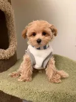 Clare, a female Maltipoo for sale in San Gabriel, CA – 2 of 3