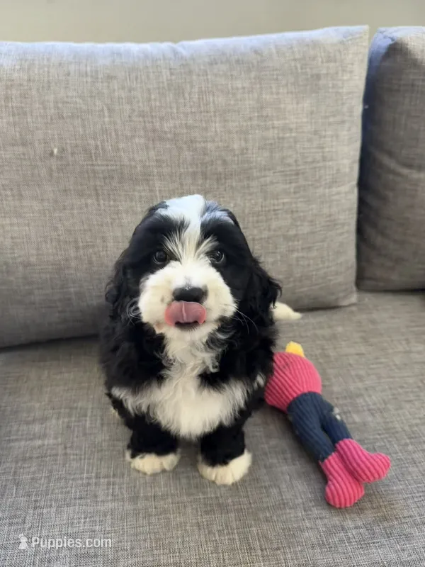 Panda – Miniature Bernedoodle puppy for sale in San Gabriel, CA