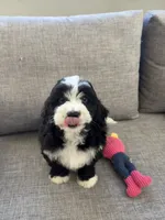 Panda, a male Miniature Bernedoodle for sale in San Gabriel, CA – 1 of 4