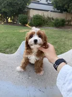 Chubby, a male Cavapoo for sale in San Gabriel, CA – 4 of 5