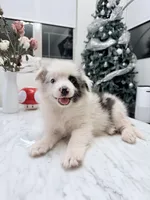 Kelly, a male Border Collie for sale in San Gabriel, CA – 2 of 5