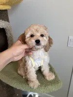 Tiana, a female Cockapoo for sale in San Gabriel, CA – 3 of 4