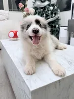 Kawaii, a male Border Collie for sale in San Gabriel, CA – 1 of 5