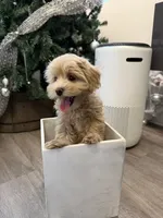 Kelly, a female Maltipoo for sale in San Gabriel, CA – 4 of 5