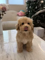 Kawaii, a female Maltipoo for sale in San Gabriel, CA – 2 of 5