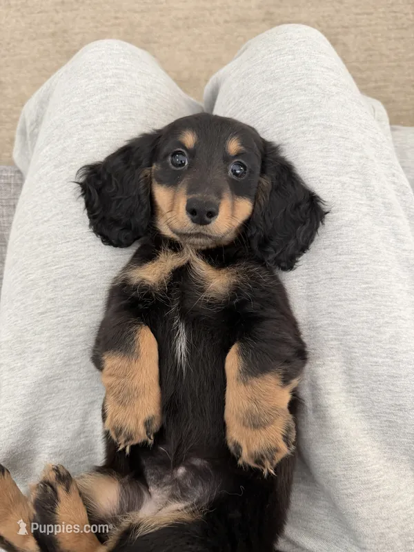 Bella – Miniature Dachshund puppy for sale in San Gabriel, CA