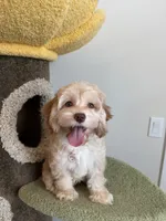 Kawaii, a female Cockapoo for sale in San Gabriel, CA – 3 of 5