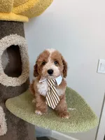 Colby, a male Cockapoo for sale in San Gabriel, CA – 3 of 4