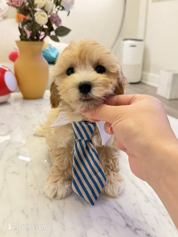 Chubby – Maltipoo puppy for sale in San Gabriel, CA