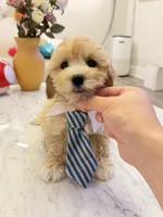 Chubby, a male Maltipoo for sale in San Gabriel, CA – 1 of 4