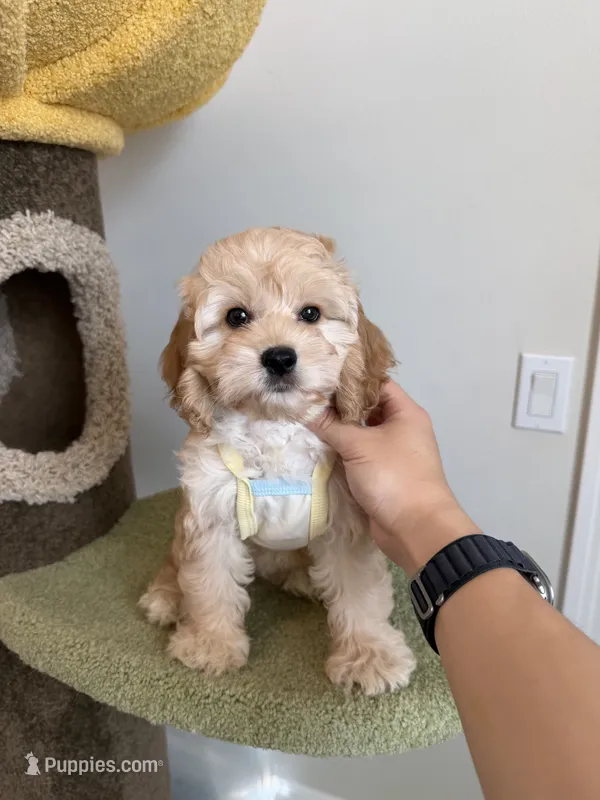 Tiana – Cockapoo puppy for sale in San Gabriel, CA
