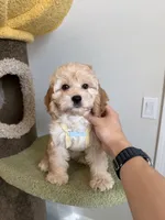 Tiana, a female Cockapoo for sale in San Gabriel, CA – 1 of 4