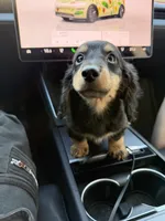 Bobby, a female Miniature Dachshund for sale in San Gabriel, CA – 3 of 4