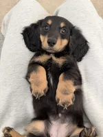 Bella, a female Miniature Dachshund for sale in San Gabriel, CA – 6 of 6