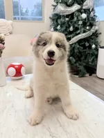 Cookie, a male Border Collie for sale in San Gabriel, CA – 3 of 6