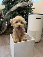 Kelly, a female Maltipoo for sale in San Gabriel, CA – 3 of 5