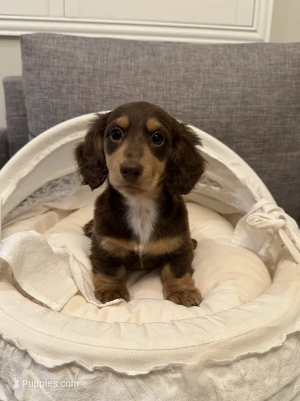 Ivy – Miniature Dachshund puppy for sale in San Gabriel, CA