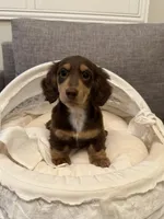 Ivy, a female Miniature Dachshund for sale in San Gabriel, CA – 1 of 6