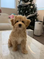 Kawaii, a female Maltipoo for sale in San Gabriel, CA – 4 of 5