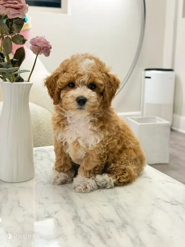 Toby – Poodle - Toy , Bichpoo puppy for sale in San Gabriel, CA